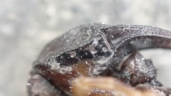 Euscorpius niciensis