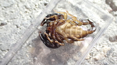 Euscorpius niciensis