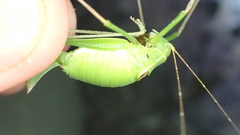 Leptophyes laticauda