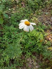 Tanacetum corymbosum