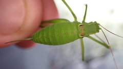 Leptophyes laticauda