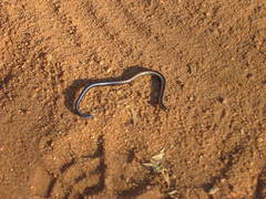 Scelotes bidigittatus