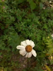 Tanacetum corymbosum