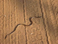 Aparallactus capensis