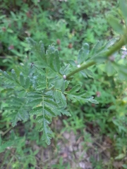 Tanacetum corymbosum