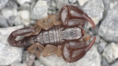 Euscorpius