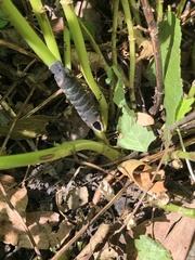 Lintneria eremitus