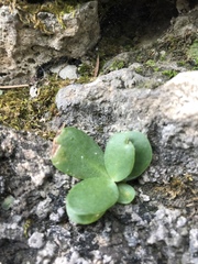 Hylotelephium caucasicum