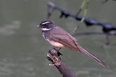 Rhipidura albogularis