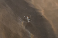 Velia gridellii