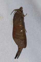 Suana concolor