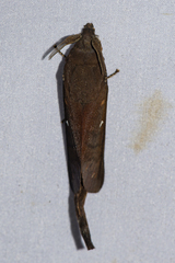 Suana concolor