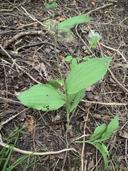 Cypripedium reginae