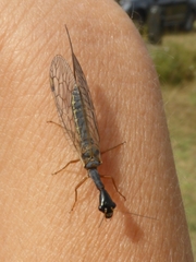 Dichrostigma flavipes