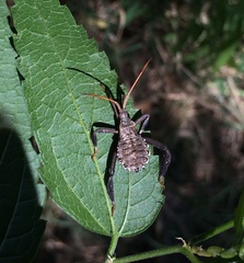 Acanthocephala femorata