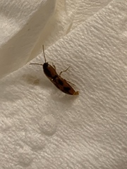 Aeolus mellillus