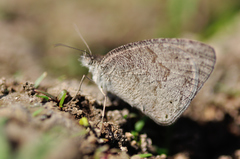 Ypthima asterope mahratta