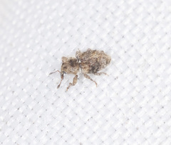 Roptoperus bryophilus