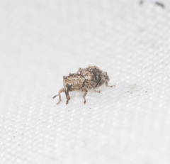 Roptoperus bryophilus