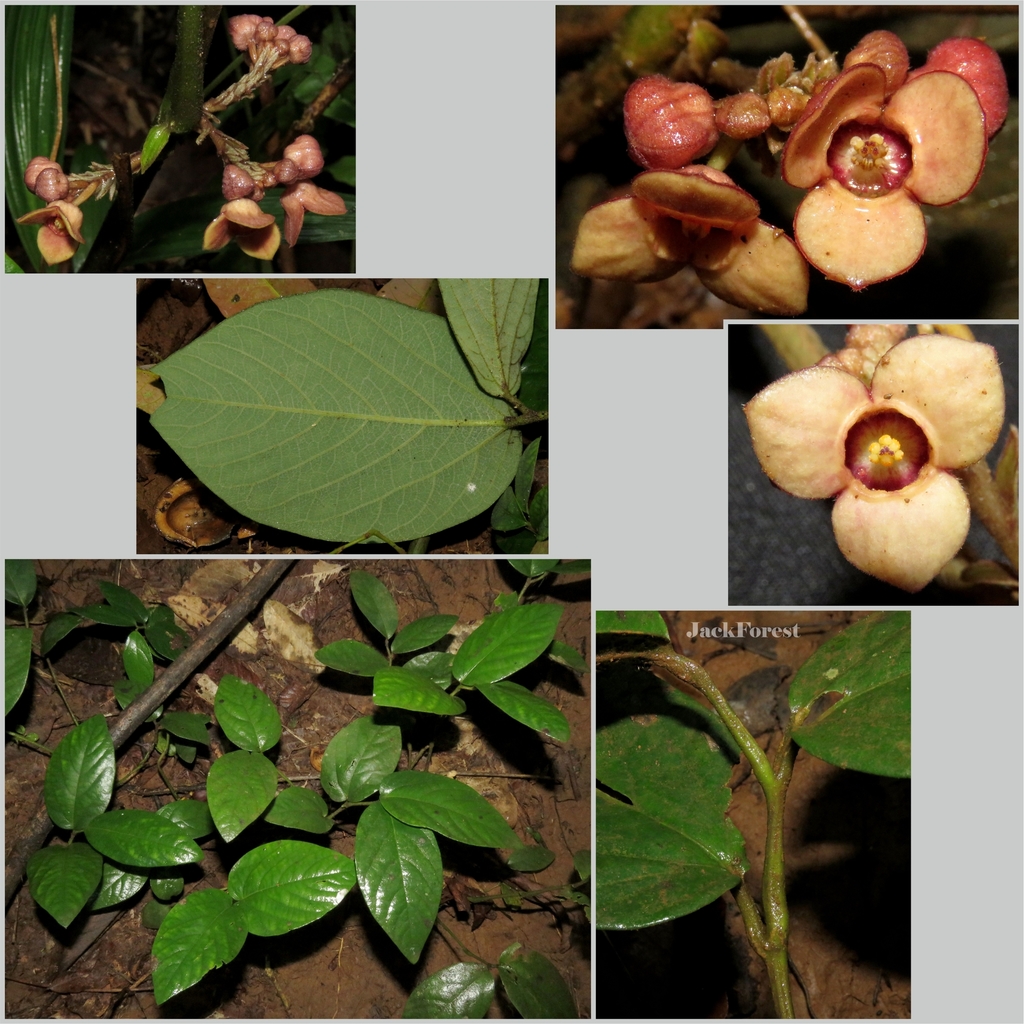 Thottea tomentosa (Thottea tomentosa)