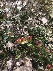 Phylica oleifolia