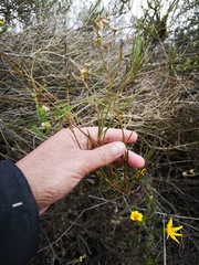 Centella thesioides