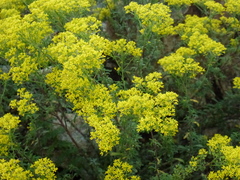 Aurinia saxatilis