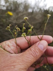 Centella thesioides