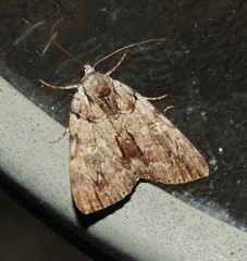 Catocala praeclara