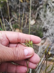 Centella thesioides