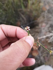 Diosma pilosa