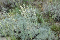 Artemisia alpina