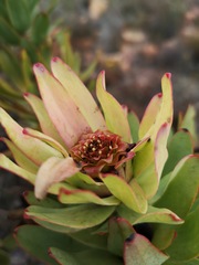 Leucadendron burchellii