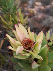 Leucadendron burchellii