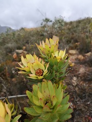 Leucadendron burchellii