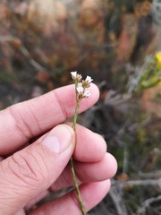 Diosma pilosa
