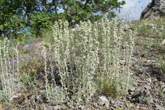 Artemisia alpina