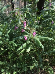 Impatiens glandulifera