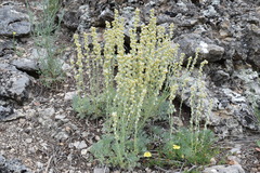 Artemisia alpina