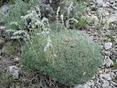 Artemisia alpina