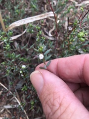 Enchylaena tomentosa