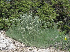 Artemisia alpina