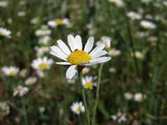 Cota triumfetti triumfetti