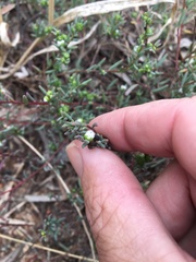 Enchylaena tomentosa