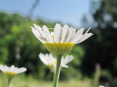 Cota triumfetti triumfetti