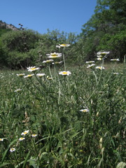 Cota triumfetti triumfetti