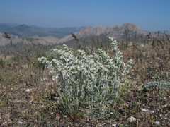 Artemisia alpina