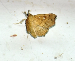 Egnasia mesotypa