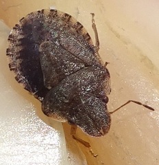 Sciocoris sideritidis