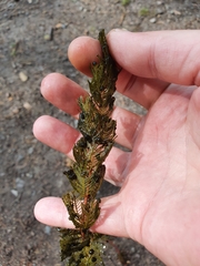 Myriophyllum sibiricum